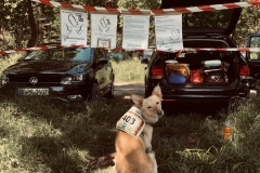 Startnummer 403: Ella ist auch fleißig mitgelaufen!