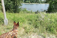 Startnummer 219: Eine schöne Strecke am Rhein entlang